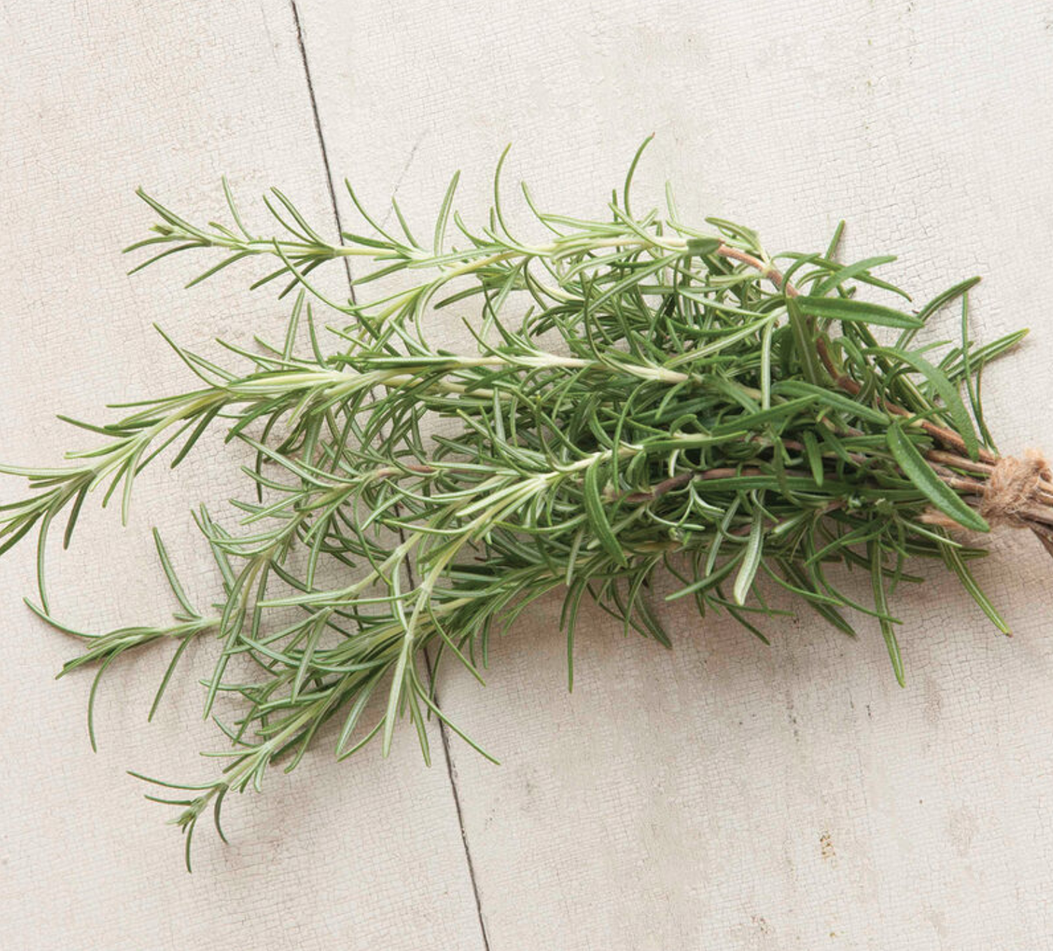 Rosemary, 4 inch pots — Helmstead Farm